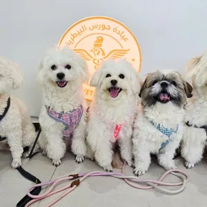 Explore Vaccine And Grooming Packages For Your Pet in Abu Dhabi | Dubai Travel Tours Explore Vaccine And Grooming Packages For Your Pet at Horus Veterinary Clinic