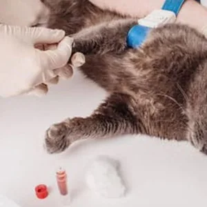 Female Cat Spaying Up To Or Above 20 Kg, Male Dog Castration & More in Dubai | Dubai Travel Tours Female Cat Spaying Up To Or Above 20 Kg
