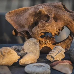 Fossil Hunt (standard & Premium), Flora & Fauna, Space Camp And More in Dubai | Dubai Travel Tours Fossil Hunt (standard & Premium)