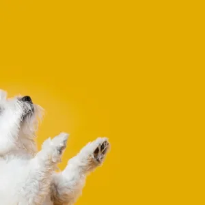 Full Grooming Service – Cat Or Small, Medium Or Large Dog Package in Dubai | Dubai Travel Tours Full Grooming Service - Cat Or Small
