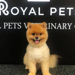 Get Premium Full Grooming For Cats Or Dogs Under Or Over 10kg in Dubai | Dubai Travel Tours Get Premium Full Grooming For Cats Or Dogs Under Or Over 10kg at Royal Pets Veterinary Clinic