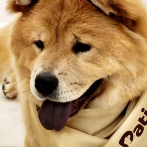 Groom, Grin, And Wag: Unleash Pet Paradise in Dubai | Dubai Travel Tours Groom