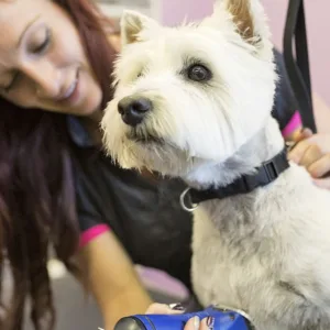 Grooming – Pet in Abu Dhabi | Dubai Travel Tours Grooming - Pet at VIP PETS Grooming Salon