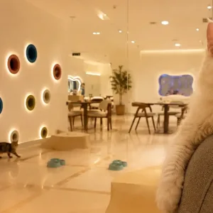 Guests Can Enjoy A 2-hour… in Dubai | Dubai Travel Tours 2-hr Build & Play Or Cats Cuddle Zone For 1 Person Or 1 Adult & Child at Fluffys