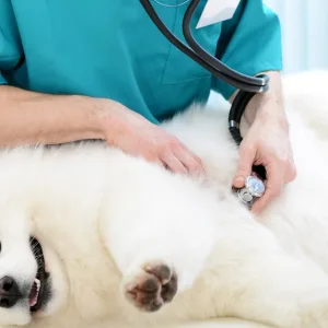 Medical Checkup And Anti-flea Medication Or Deworming For Pets in Dubai | Dubai Travel Tours Medical Checkup And Anti-flea Medication Or Deworming For Pets at Super Vet Clinic LLC