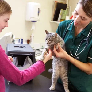 Medical Services For Pets At Pet Joy Veterinary Clinic in Dubai | Dubai Travel Tours Medical Services For Pets At Pet Joy Veterinary Clinic at Pet Joy Veterinary Clinic