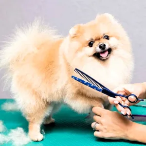 Milo Paw Pets Grooming Offers… in Dubai | Dubai Travel Tours Milo Paw Pets Grooming Offers… at Milo Paw Pets Grooming