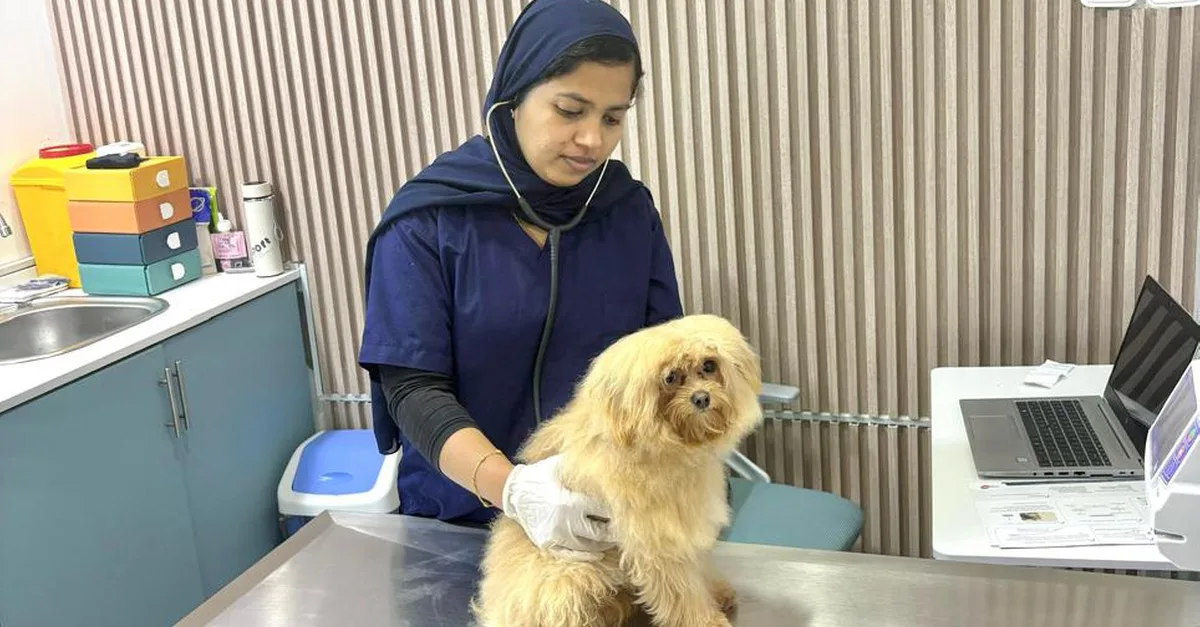 Pet Boarding & Daycare Packages For Cats And Dogs Of All Sizes in Dubai | Dubai Travel Tours United Arab Emirates