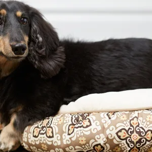 Pet Boarding & Daycare Packages For Cats And Dogs Of All Sizes in Dubai | Dubai Travel Tours Pet Boarding & Daycare Packages For Cats And Dogs Of All Sizes at Pawbulance Veterinary Clinic