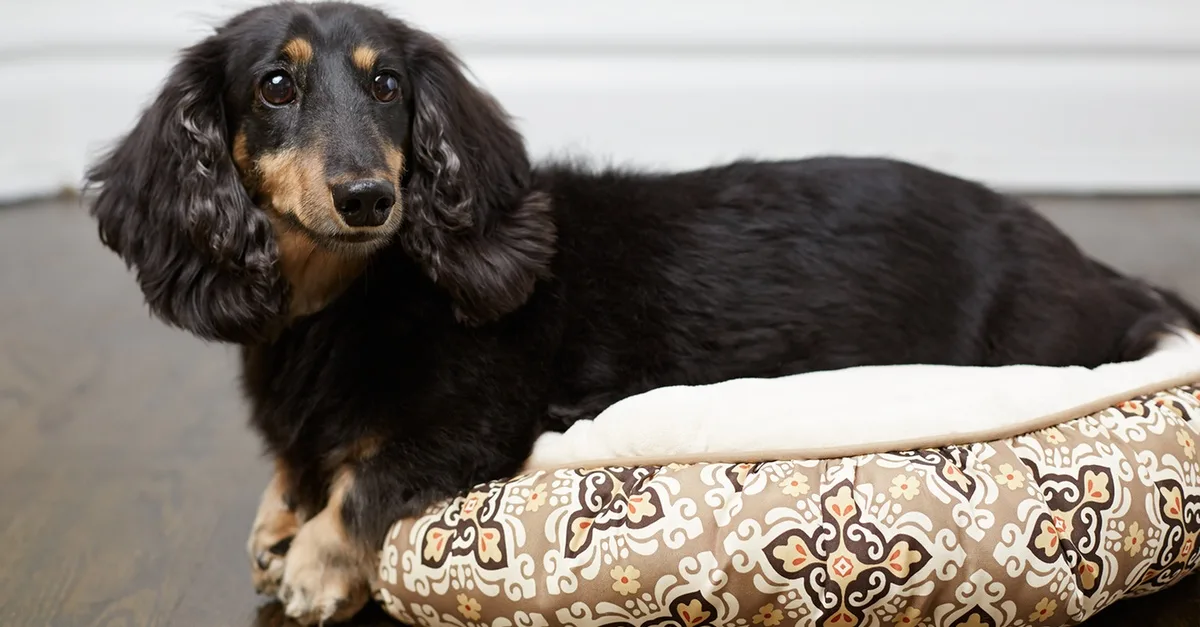 Pet Boarding & Daycare Packages For Cats And Dogs Of All Sizes in Dubai | Dubai Travel Tours Pet Boarding & Daycare Packages For Cats And Dogs Of All Sizes at Pawbulance Veterinary Clinic