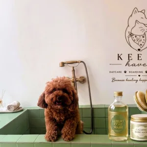Pet Grooming For Cats & Dogs:… in Dubai | Dubai Travel Tours Pet Grooming For Cats & Dogs:… at Keeks Haven