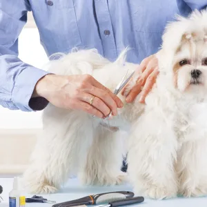 Pet – Grooming Salon in Dubai | Dubai Travel Tours Pet - Grooming Salon at Kittys zone