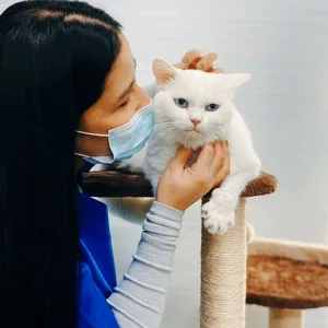 Pet Grooming & Vaccine Care (consultation, Pch/Dhppi, And Deworming) in Abu Dhabi | Dubai Travel Tours Pet Grooming & Vaccine Care (consultation