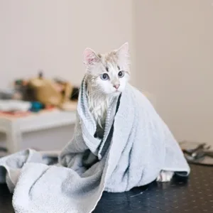 Pet Pamper Grooming: Full Grooming + Haircut For Cats & All Dog Sizes in Abu Dhabi | Dubai Travel Tours Pet Pamper Grooming: Full Grooming + Haircut For Cats & All Dog Sizes at Petluxe Boutique & Spa