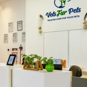 Professional Pet Grooming For Cats, Medium Or Large Dogs in Dubai | Dubai Travel Tours Professional Pet Grooming For Cats