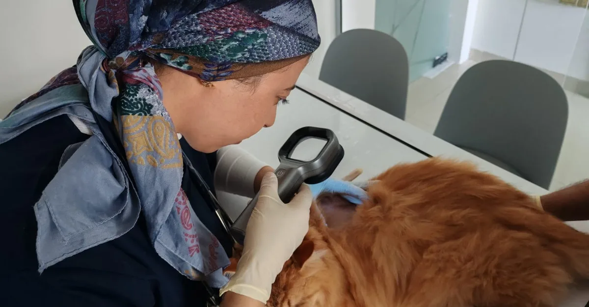 Professional Veterinary Care And Annual Pet Wellness Packages in Sharjah & N. Emirates | Dubai Travel Tours Professional Veterinary Care And Annual Pet Wellness Packages in Sharjah & N. Emirates | Dubai Travel Tours - Image 4