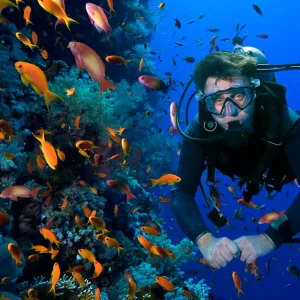 Snorkeling Or Scuba Diving Experience At Al Boom Diving at Al Boom Diving