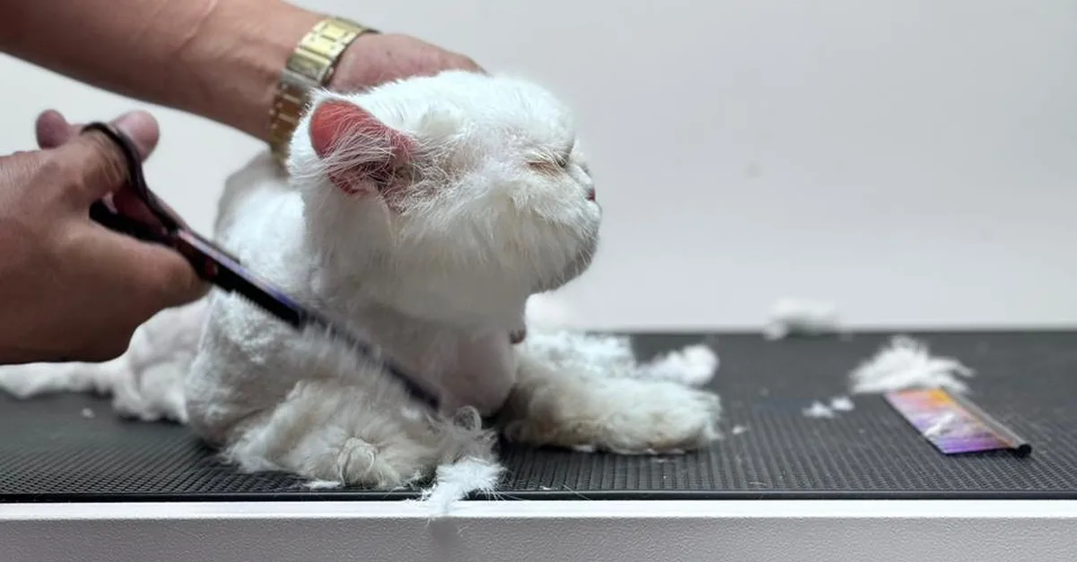Treat Your Cats/Dogs With Basic/Full Grooming From 10 To Above 30 Kg in Dubai | Dubai Travel Tours United Arab Emirates