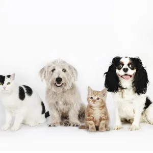 Up To 35% Off On At Noor Al Hayah Pets Hairdressing Salon in Sharjah & N. Emirates | Dubai Travel Tours Up To 35% Off On At Noor Al Hayah Pets Hairdressing Salon at Noor Al Hayah Pets Hairdressing Salon