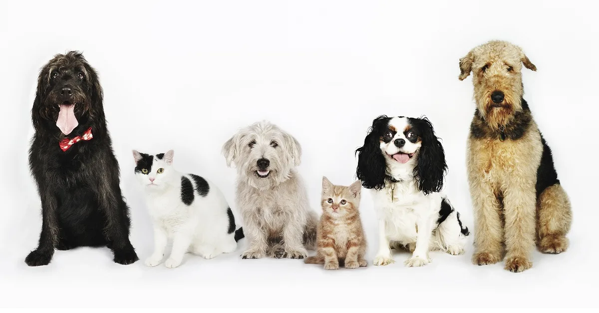 Up To 35% Off On At Noor Al Hayah Pets Hairdressing Salon in Sharjah & N. Emirates | Dubai Travel Tours Up To 35% Off On At Noor Al Hayah Pets Hairdressing Salon at Noor Al Hayah Pets Hairdressing Salon