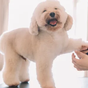 Full Grooming For A Cat Or Small Or Medium Or Large-sized Dog in Abu Dhabi | Dubai Travel Tours Full Grooming For A Cat Or Small Or Medium Or Large-sized Dog at ZVC Veterinary Center