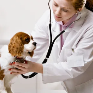 Vet in Dubai | Dubai Travel Tours Vet at Petbook veterinary clinic
