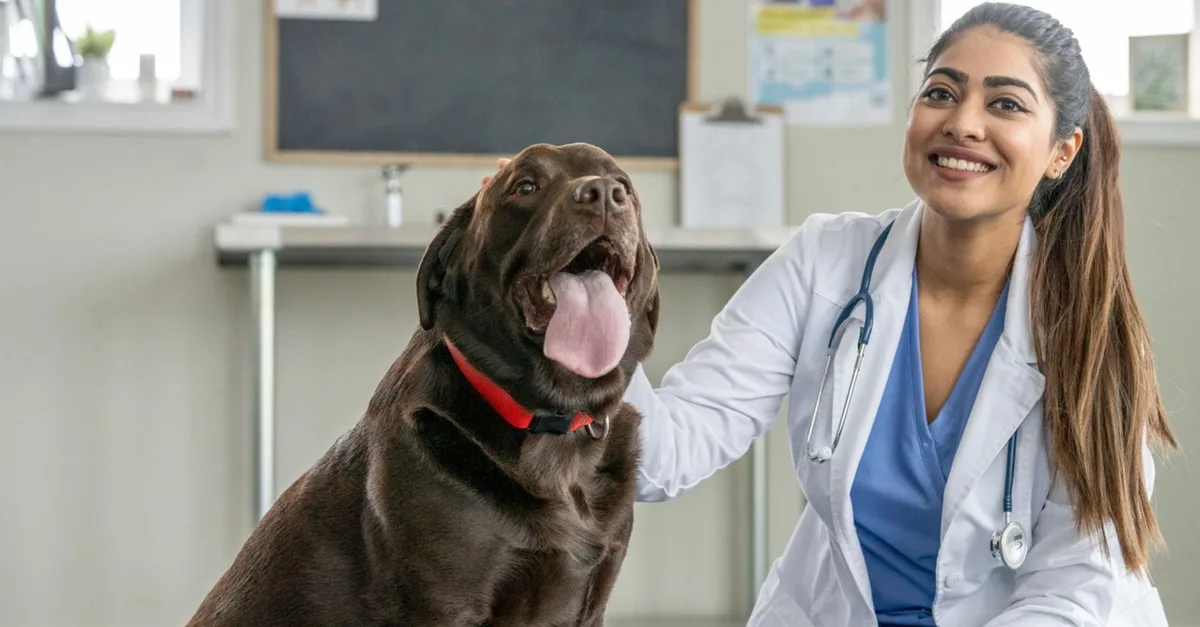 Vet Services: Puppy/Kitten Vaccinations, Cat Spay/Neuter, Dog Neuter in Dubai | Dubai Travel Tours Vet Services: Puppy/Kitten Vaccinations
