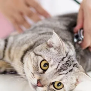 Veterinary Examination At Pet Connection Veterinary Clinic in Dubai | Dubai Travel Tours Veterinary Examination At Pet Connection Veterinary Clinic at Pet Connection Veterinary Clinic
