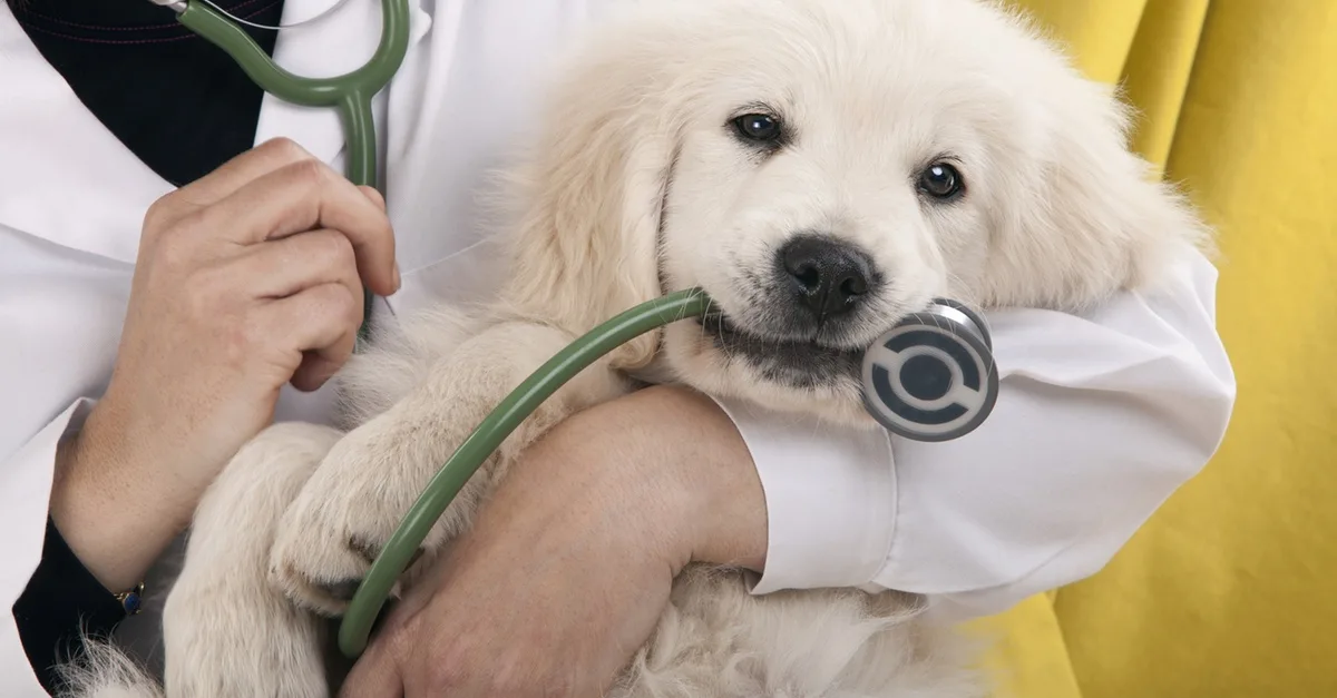Veterinary Services For A Dog Or Cat At Zvc Veterinary Clinic in Abu Dhabi | Dubai Travel Tours Veterinary Services For A Dog Or Cat At Zvc Veterinary Clinic at ZVC Veterinary Center